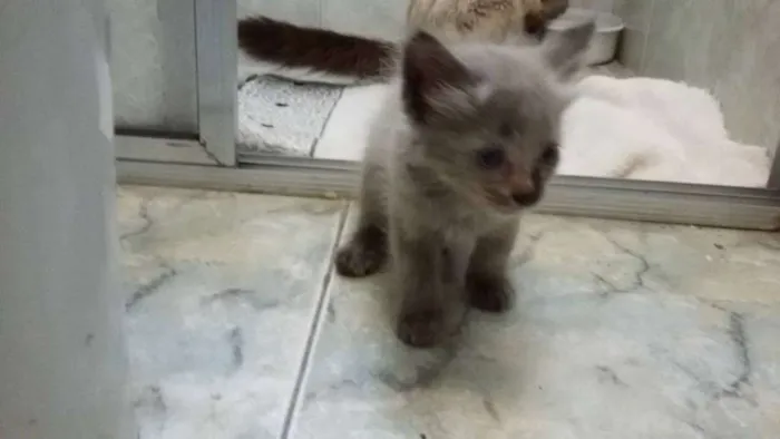 Gato ra a Siamês idade Abaixo de 2 meses nome Lucky e Hope