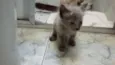 Lucky e Hope