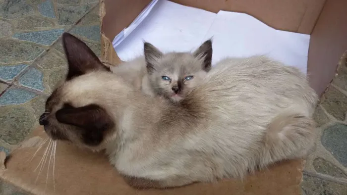 Gato ra a Siamês idade Abaixo de 2 meses nome Lucky e Hope