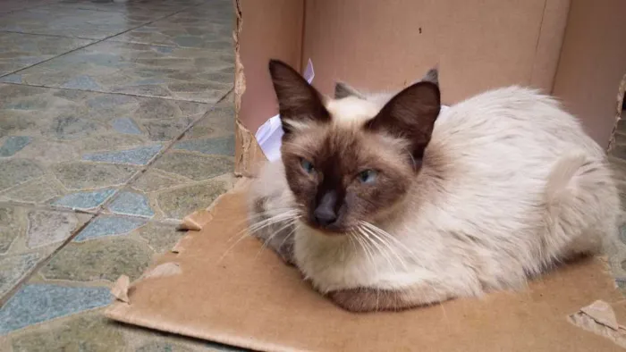 Gato ra a Siamês idade Abaixo de 2 meses nome Lucky e Hope