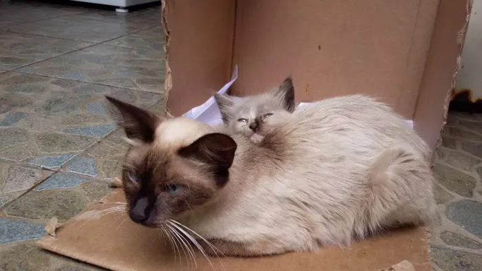 Gato ra a Siamês idade Abaixo de 2 meses nome Lucky e Hope