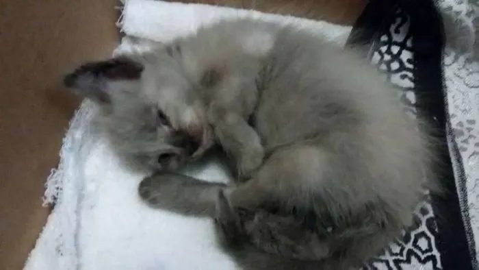 Gato ra a Siamês idade Abaixo de 2 meses nome Lucky e Hope