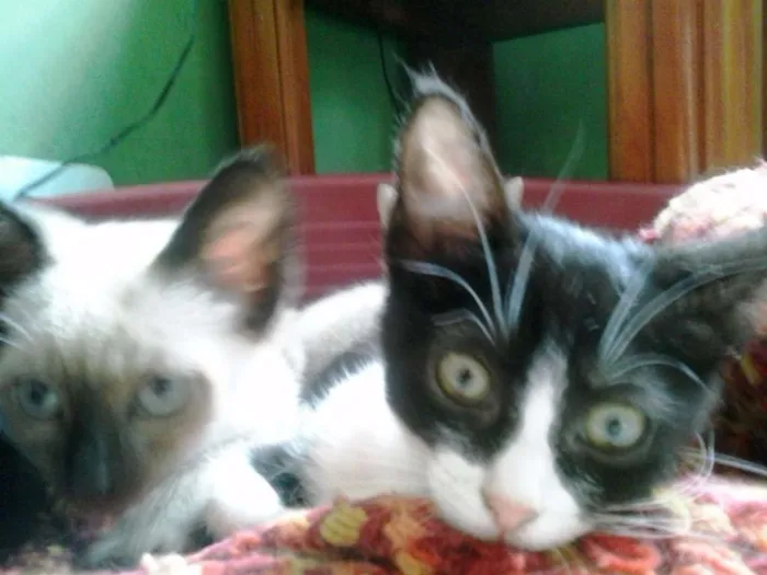 Gato ra a Siamês idade 2 a 6 meses nome Cazuza