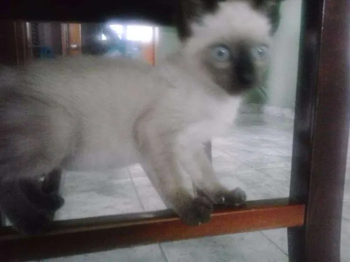 Gato ra a Siamês idade 2 a 6 meses nome Cazuza