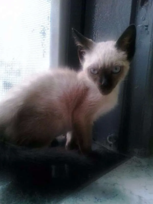 Gato ra a Siamês idade 2 a 6 meses nome Cazuza