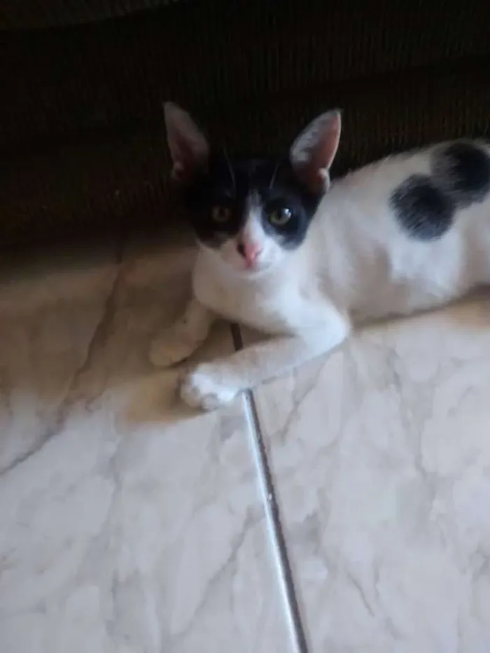 Gato raça SRD idade 2 a 6 meses nome Guto e Bela