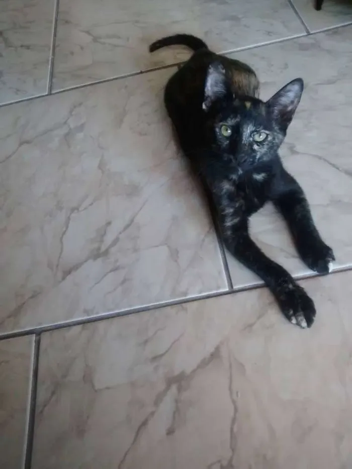 Gato raça SRD idade 2 a 6 meses nome Guto e Bela