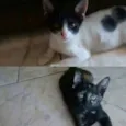 Guto e Bela