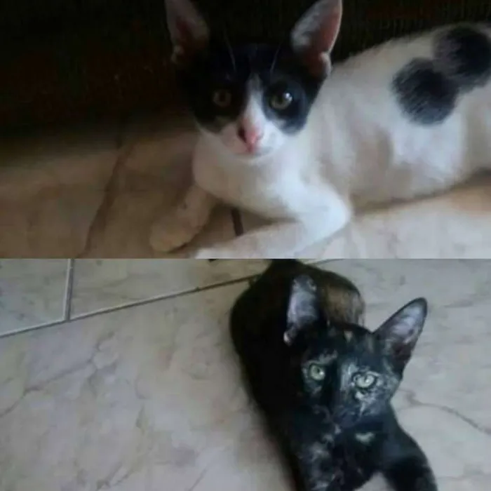 Gato raça SRD idade 2 a 6 meses nome Guto e Bela