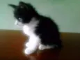 Fran