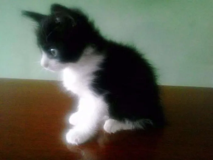 Gato ra a SRD idade 2 a 6 meses nome Fran