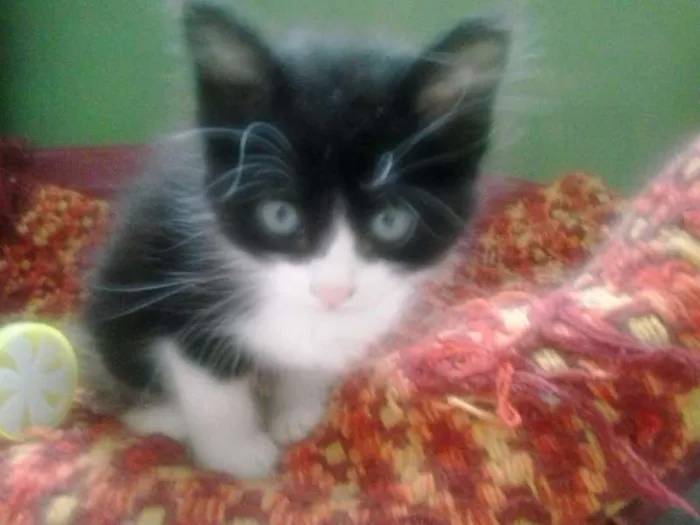Gato ra a SRD idade 2 a 6 meses nome Fran