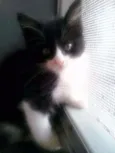 Fran