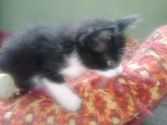 Gato ra a SRD idade 2 a 6 meses nome Fran