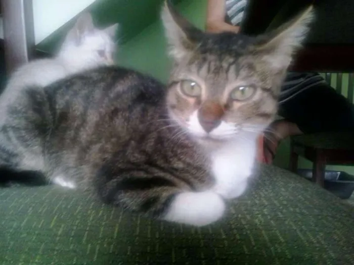Gato ra a SRD idade 2 a 6 meses nome Tigresa
