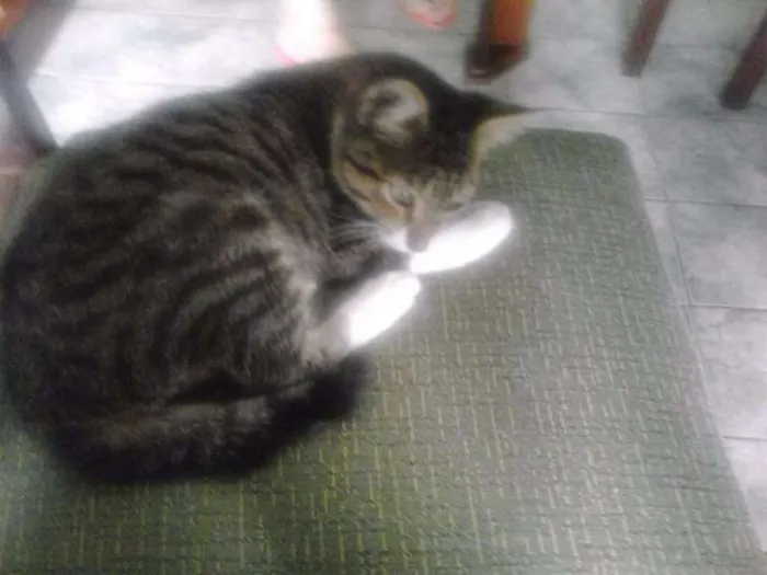 Gato ra a SRD idade 2 a 6 meses nome Tigresa