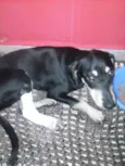 Cachorro raça VIRA LATA idade 7 a 11 meses nome PRETA