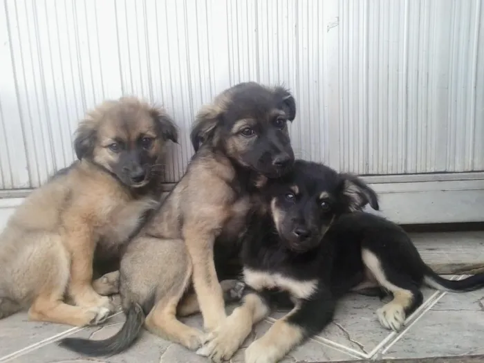 Cachorro ra a vira lata  idade 2 a 6 meses nome ñ tem nome