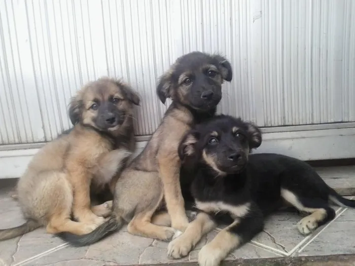 Cachorro ra a vira lata  idade 2 a 6 meses nome ñ tem nome