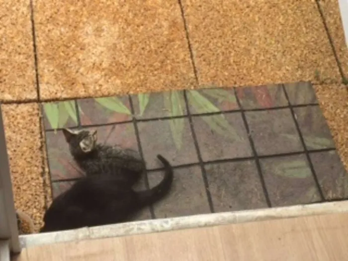 Gato raça  idade 7 a 11 meses nome filhotes