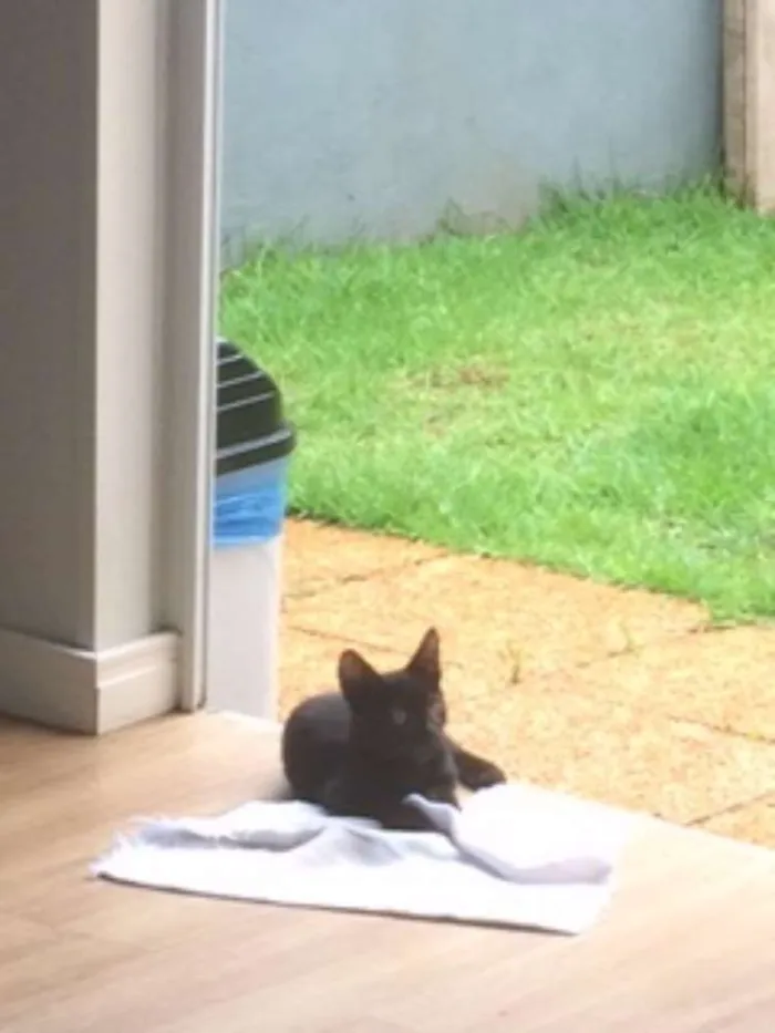Gato raça  idade 7 a 11 meses nome filhotes