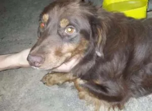 Cachorro raça sem raça idade 2 anos nome sem nome