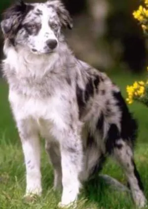 Cachorro raça  idade 7 a 11 meses nome Dog