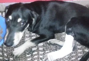 Cachorro raça VIRA LATA idade 7 a 11 meses nome PRETA