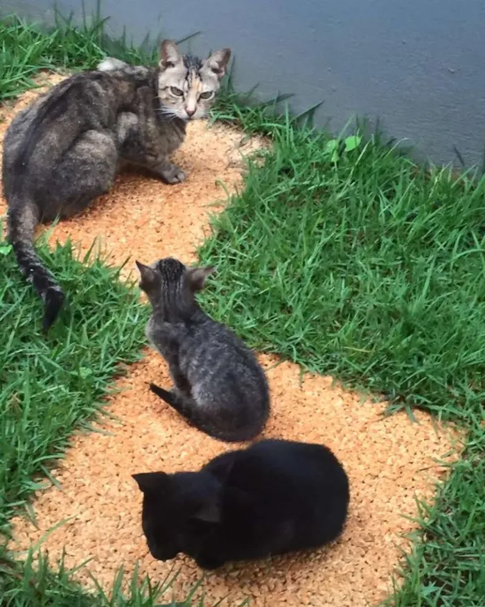 Gato raça  idade 7 a 11 meses nome filhotes