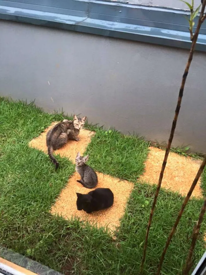 Gato raça  idade 7 a 11 meses nome filhotes