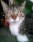 Tigresa