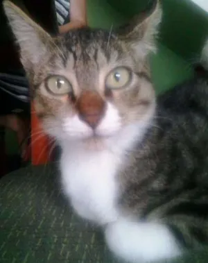 Gato raça SRD idade 2 a 6 meses nome Tigresa