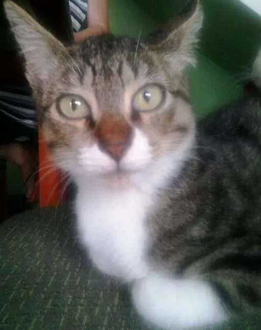 Gato ra a SRD idade 2 a 6 meses nome Tigresa