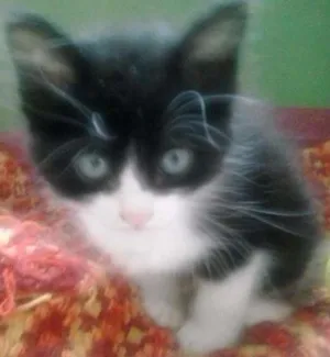 Gato raça SRD idade 2 a 6 meses nome Fran
