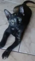 Guto e Bela