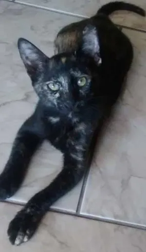 Gato raça SRD idade 2 a 6 meses nome Guto e Bela
