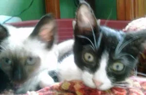 Gato raça Siamês idade 2 a 6 meses nome Cazuza