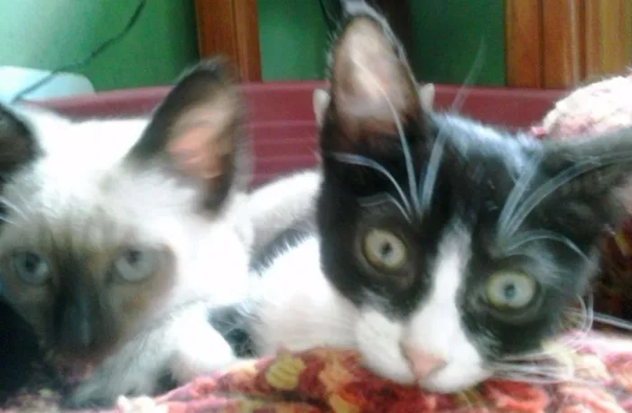 Gato ra a Siamês idade 2 a 6 meses nome Cazuza