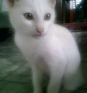 Gato raça SRD idade 2 a 6 meses nome Pérola