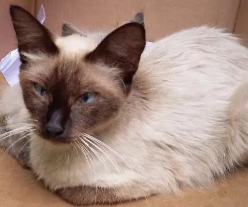 Gato ra a Siamês idade Abaixo de 2 meses nome Lucky e Hope