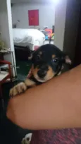 Pretinho