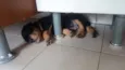Pretinho