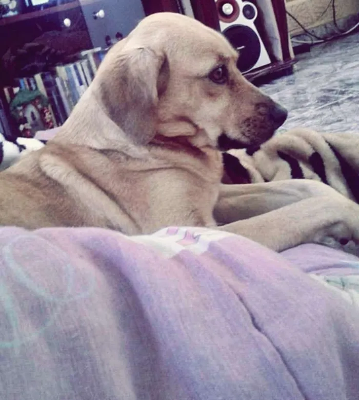 Cachorro ra a SRD idade 5 anos nome Miley GRATIFICA