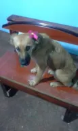 Felina