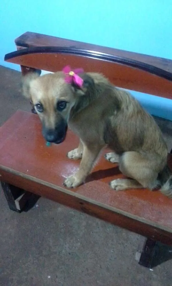 Cachorro raça SRD idade 2 a 6 meses nome Felina