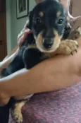Pretinho