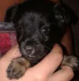 Lindos filhotes par