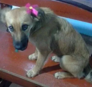 Cachorro raça SRD idade 2 a 6 meses nome Felina
