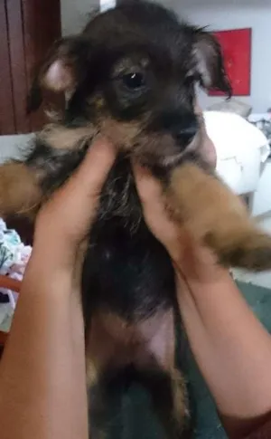 Cachorro raça SRD  idade Abaixo de 2 meses nome Valentina 