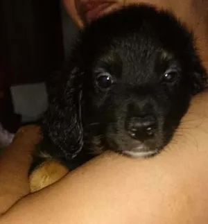 Cachorro raça SRD  idade Abaixo de 2 meses nome Mané